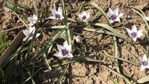 Species Tulip Humilis Alba Coerulea Oculata-Planting & Nurturing This Extraordinary Heirloom Plant