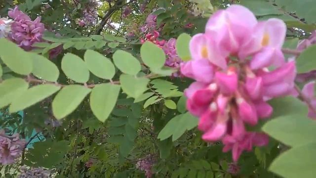 РОЗОВАЯ АКАЦИЯ смотреть онлайн