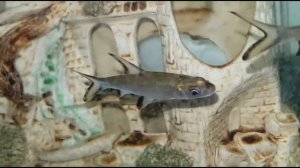 Аквариумные рыбки и их названия и описание.