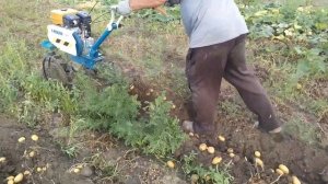 копаем картошку мотоблоком нева мб 2 урожай 2020