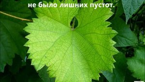 ЗАГОТОВКА ВИНОГРАДНЫХ ЛИСТЬЕВ ДЛЯ АЗЕРБАЙДЖАНСКОЙ ДОЛМЫ