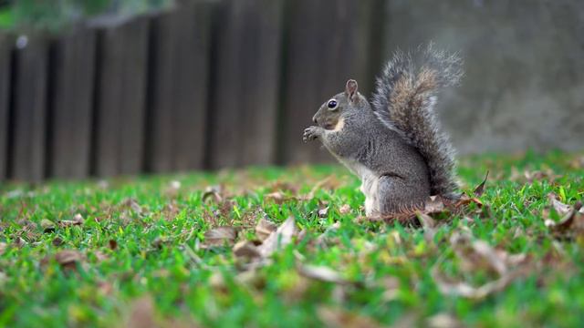 Белка | Животные | Природа. смотреть онлайн