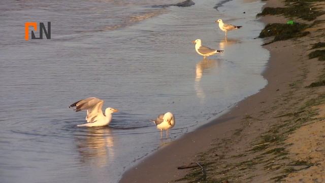 Чайки на южном пляже