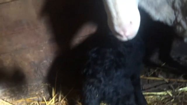 Смесь романовской породы с жирохвостом .Утренний окот смотреть онлайн