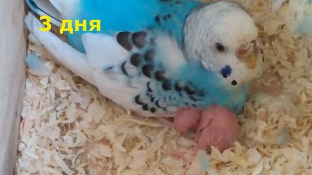 #попугай#волнистыепопугаи#новорождённый Часть 16:попытка №2 Первые 6дней жизни попугая
