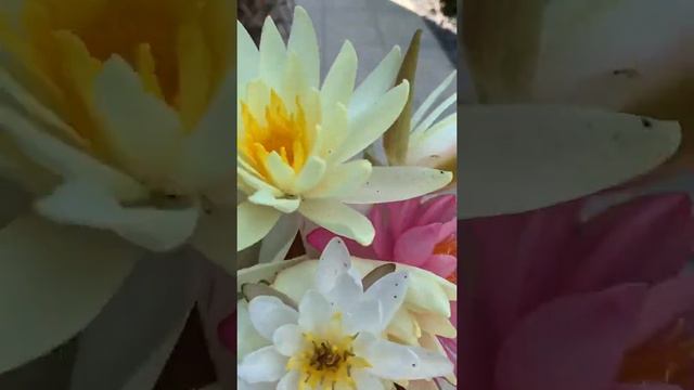 Подсолнухи / Строительство / Недвижимость / Загородная жизнь / Лайфхаки / смотреть онлайн