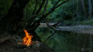 Почему гибискус сбрасывает листья?