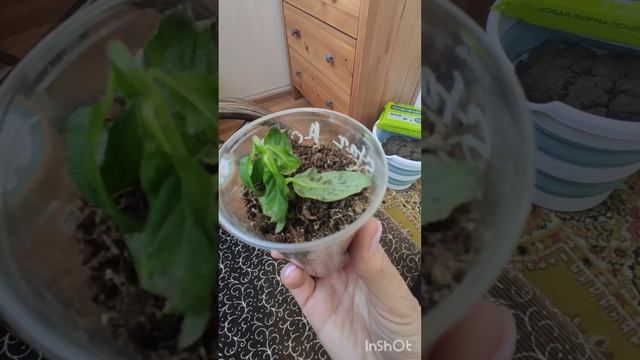 Почему вянут черенки гортензий?  Как это избежать?