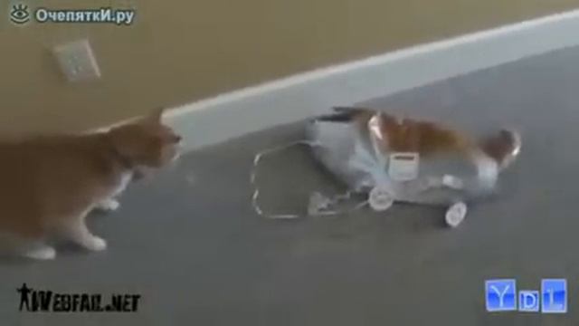 Прикольные животные смотреть онлайн