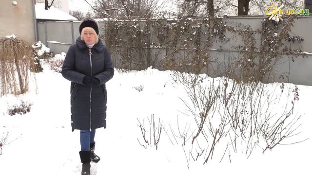 🌹 Різновиди троянд: особливості догляду за квітами 🌹