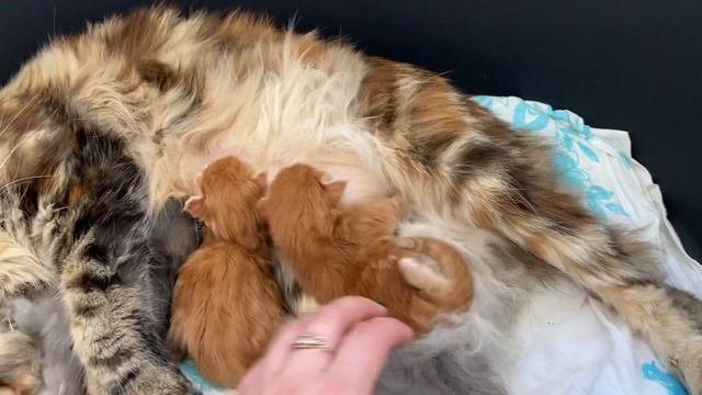 Мейн Кун новорожденные котята !