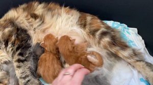 Мейн Кун новорожденные котята !