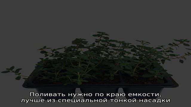 Выращивание рассады тимьяна: как получить крепкие и здоровые кустики смотреть онлайн