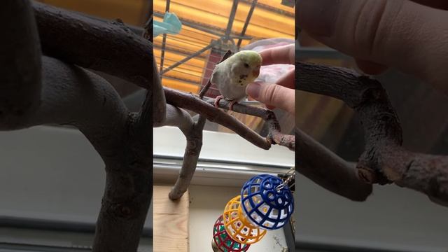 Ручная самка волнистого попугая Почесончики ;) смотреть онлайн