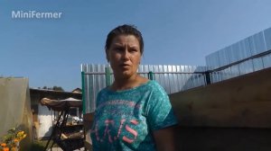 ПОРОДЫ ПЕРЕПЕЛОВ на мясо и яйцо. Обзор птицы на ферме Хозяйство ЛПХ СВОИ ПЕРЕПЕЛА
