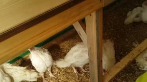 Индюшата с 27 по 42 день. Выращивание и содержание в теплице