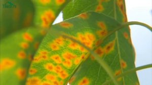 РЖАВЧИНА - болезнь груши. Как предотвратить и вылечить - 7 дач