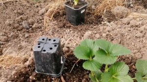 КЛУБНИКА В ТЕПЛИЦЕ В УСЛОВИЯХ ЛПХ В ПОДМОСКОВЬЕ ЧАСТЬ - 1 // МАЙ 2022 Г//С. Х. У