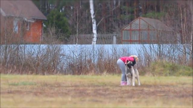 АМЕРИКАНСКАЯ АКИТА "INDEVOR - SET THE WORLD ON FIRE" смотреть онлайн