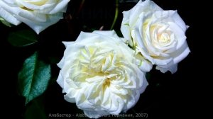Как распускается роза Алабастер (Флорибунда) Timelapse Rose 4К. Alabaster (Evers 2007)