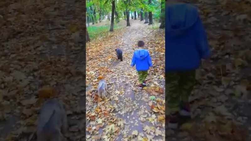 Внучара Собачары и ЗОСЯ (Золотая осень)