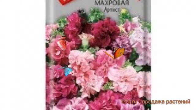 Петуния махровая Артист (artist) ? махровая петуния Артист обзор: как сажать, семена петунии Артист