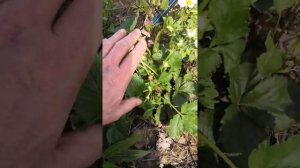 клубника ания, вивара, альбион и неизвестный сорт на 1 июня 2022 года