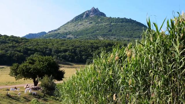 Земельные участки в Крыму
