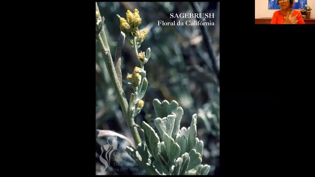 FLORAIS PARA LIDAR COM AS PERDAS смотреть онлайн