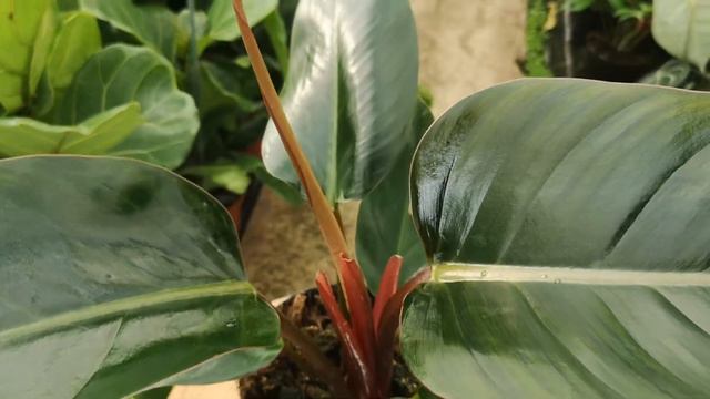 Philodendron Congo 55cm | Live from the Nursery смотреть онлайн