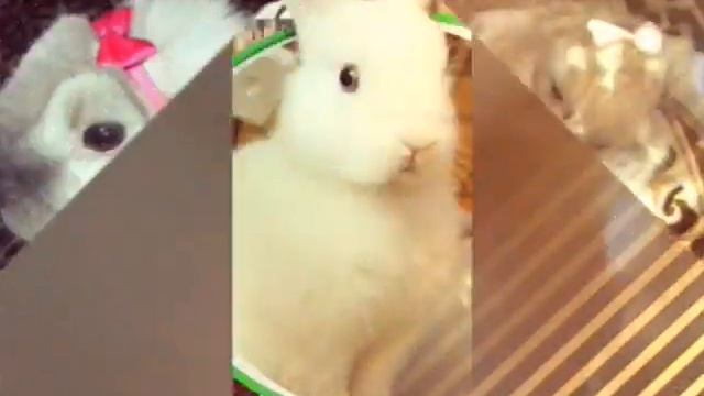 Катя видеос. Няшные крольчата. смотреть онлайн