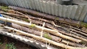 Сажаем Голубику в Подмосковье