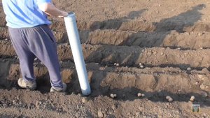 Посадка картофеля с помощью мотоблока