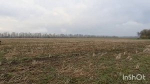 Открытие охоты на зайца на Кубани 4 ноября 2022.