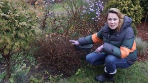 Обрезка декоративных кустарников осенью?