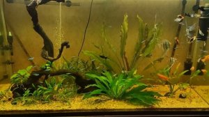 Мой аквариум 300 литров, 28 августа 2022 года со скаляриями, неонами, меченосцами, пецилиями
