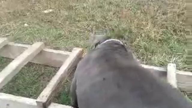 Кане корсо и топор смотреть онлайн