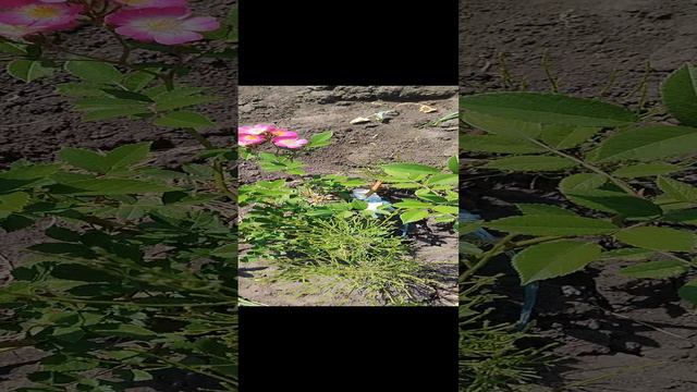 a3353ad7-ed12-4321-9502-fb3355166e12-1_all_21792.mp4
