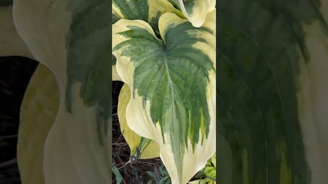 Хоста Либерти (hosta liberty) шикарная красотка!!!! Сад хост в Бийске. Hosta garden tour 2021