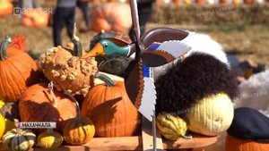 Гигантскую тыкву вырастили в Дагестане