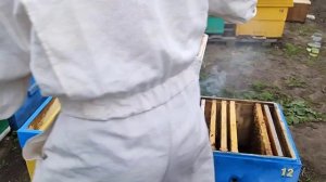 Отводки для будущих роёв. Отводок на маточник