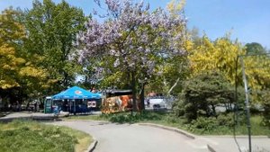 Цветение Павловнии в маю