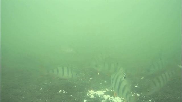 копенское водохранилище 26.01.2021