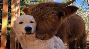 Самое смешное видео про животных 2023|Смеялся до Слез|Смешные Кошки и Собаки