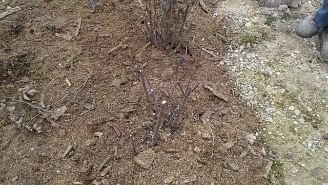 Обрезка роз 1 г. посадки, мульчирование, обрывать листья. Питомник роз Полины Козловой, rozarium.bi смотреть онлайн