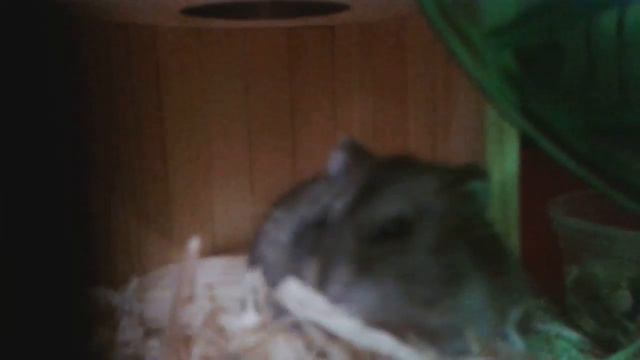 У меня появился хомяк хомка!!!я снимаю своего хому в первый раз! смотреть онлайн