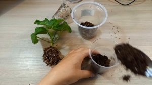 Пересадка укорененного черенка пеларгонии. Прищипка куста.
