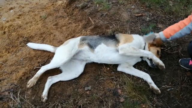 Миша и Ляля ищут владельцев смотреть онлайн