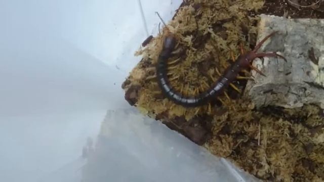 Centipede, Scolopendra Subspinipes : Vietnam Yellow Leg.