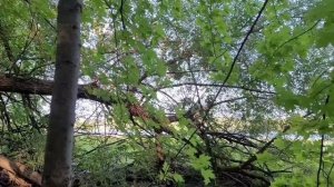 Picking Reishi (Ganoderma Lucidum)